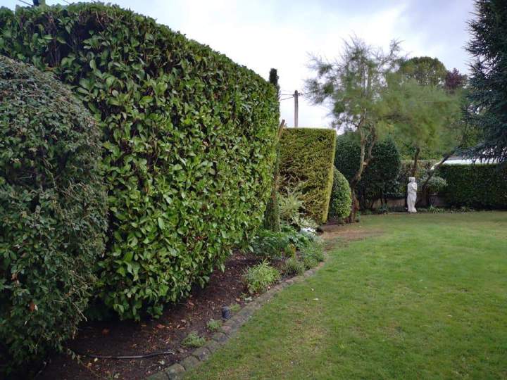 Entretien de jardin Triel-sur-Seine